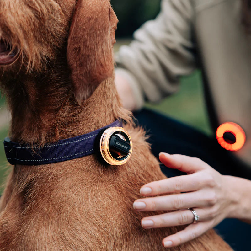 Scoutlite BlinkO All-Purpose Safety Light